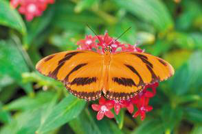 1 1