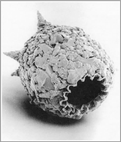 沙壳虫属的冠端虫用沙粒粘成的杰作：直径150微米的“房子”