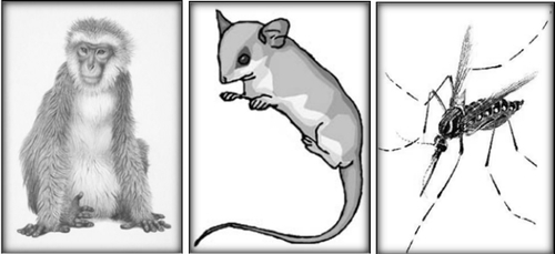 2007年, 科学家先后破译猕猴、短尾负鼠、埃及伊蚊的基因图谱