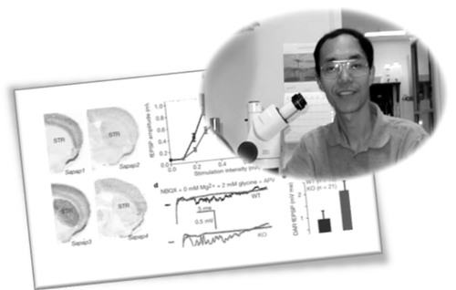 冯国平等人在8月23日出版的 《自然》 杂志上发表了关于小鼠Sapap3基因的研究成果