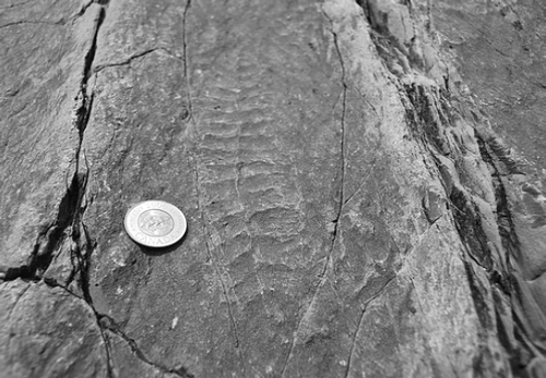 米斯特肯岬角一岩石上的化石轮廊 米斯特肯岬角一岩石上的化石轮廊