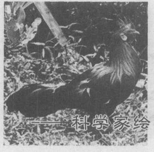 _双图_争辉__科学家绘出鸡基因组序列草图和遗传差异图谱_奇云.pdf - Adobe Acrobat Pro DC _双图_争辉__科学家绘出鸡基因组序列草图和遗传差异图谱_奇云.pdf - Adobe Acrobat Pro DC