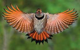 http://www.americanscientist.org/Libraries/images/2014691713910380-2014-07ArtsLabChianeseFp255.jpg