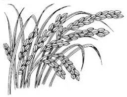 说明: G:\images.jpg