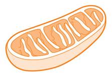 http://www.the-scientist.com/March2015/cell_2.jpg