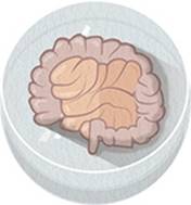 http://www.nature.com/polopoly_fs/7.28334.1438011191!/image/Mini-gut.jpg_gen/derivatives/fullsize/Mini-gut.jpg