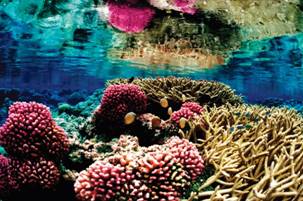 http://www.nature.com/polopoly_fs/7.21346.1415035407!/image/vp3.jpg_gen/derivatives/landscape_630/vp3.jpg