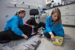 Dior the dog receives chemotherapy.