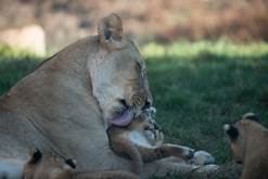 https://static01.nyt.com/images/2017/01/19/science/19tb-zoos-lions/19tb-zoos-lions-master675.jpg